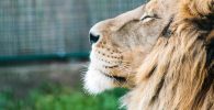 imagenes espectaculares de leon leona leones leonas