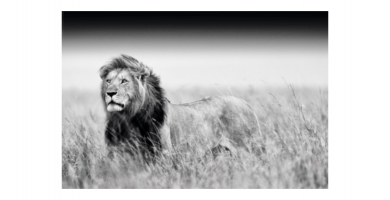 cuadro lienzo poster tapiz lamina leones leonas poster