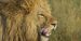 alimentacion del leon leona leones leonas