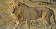 imagenes salvajes de leon leona leones leonas