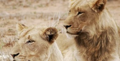 jovenes leones leonas