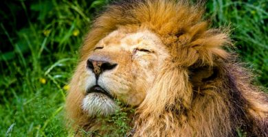 melena leon leona leones