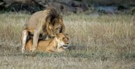 reproduccion de los leones leonas leon leona